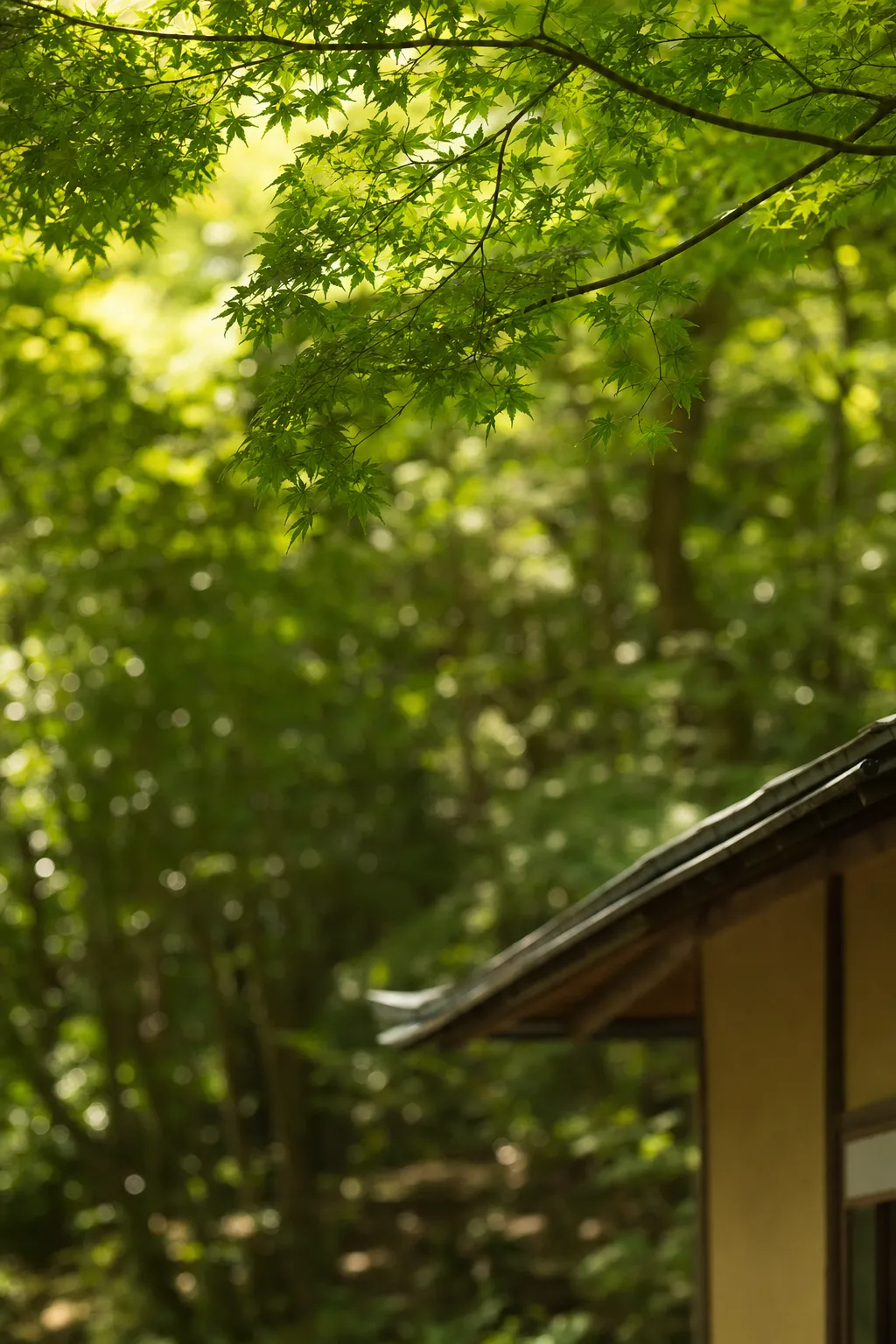 若葉のすきまから光がこぼれる青もみじと、日本家屋の屋根